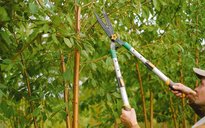 Tree trimming in Mouthcard, KY
