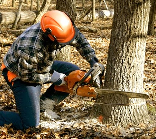 Tree Removal in Mouthcard, KY